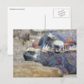 galapagos iguana slaap briefkaart (Voorkant / Achterkant)