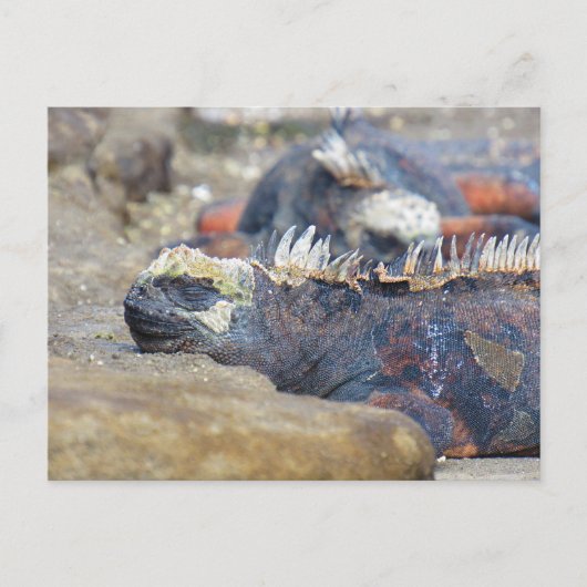 galapagos iguana slaap briefkaart (Voorkant)