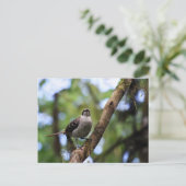 Galapagos Islands Mockingbird, Ecuador Briefkaart (Staand voorkant)