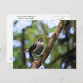 Galapagos Islands Mockingbird, Ecuador Briefkaart (Voorkant / Achterkant)