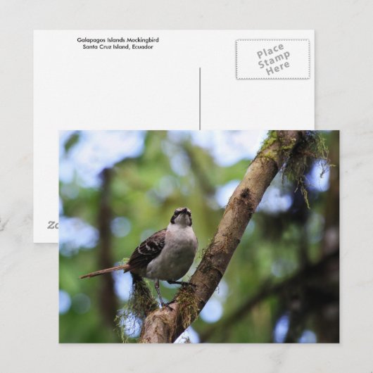 Galapagos Islands Mockingbird, Ecuador Briefkaart (Voorkant / Achterkant)