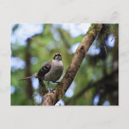 Galapagos Islands Mockingbird, Ecuador Briefkaart