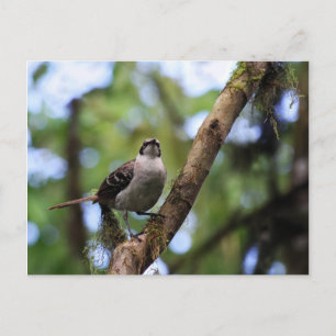 Galapagos Islands Mockingbird, Ecuador Briefkaart