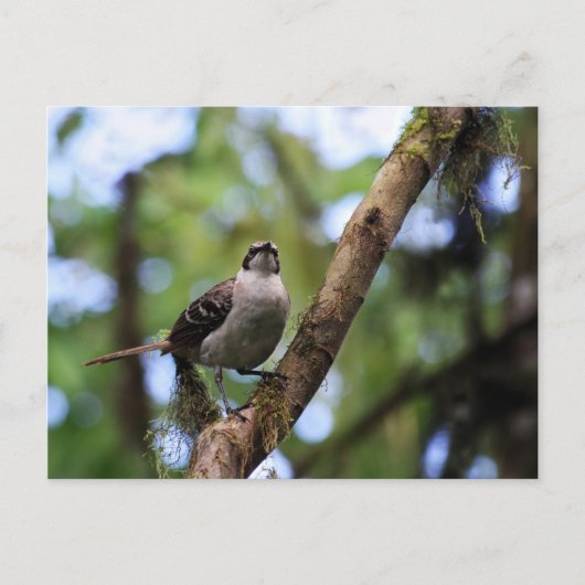 Galapagos Islands Mockingbird, Ecuador Briefkaart (Voorkant)