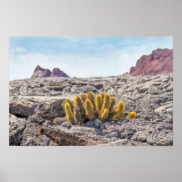 Galapagos Lava Cactus, Ecuador Poster