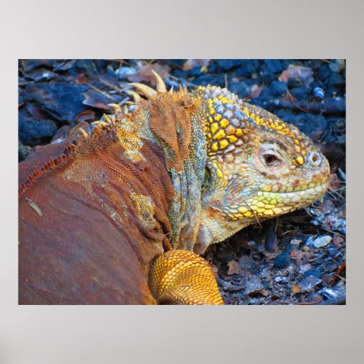 Galapagos Leguaan Print (Voorkant)