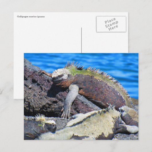 galapagos marine iguana briefkaart (Voorkant / Achterkant)