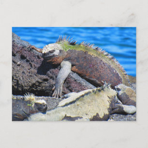 galapagos marine iguana briefkaart