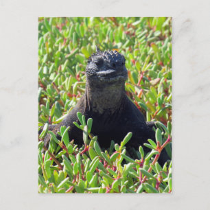 galapagos marine iguana green briefkaart