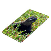 galapagos marine iguana green magneet (Linkerzijde)