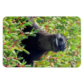 galapagos marine iguana green magneet (Horizontaal)