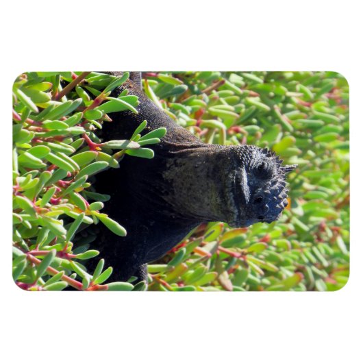 galapagos marine iguana green magneet (Horizontaal)