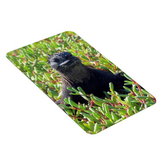 galapagos marine iguana green magneet (Rechterzijde)