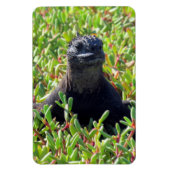 galapagos marine iguana green magneet (Verticaal)