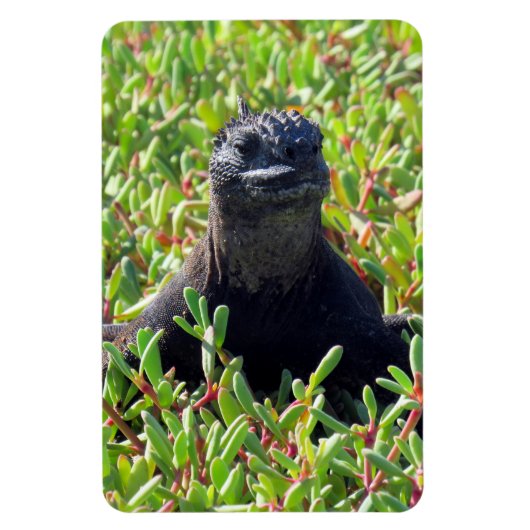 galapagos marine iguana green magneet (Verticaal)