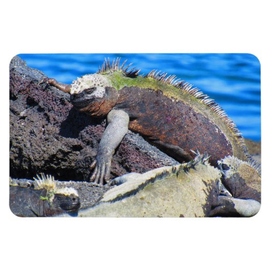 galapagos marine iguana magneet (Horizontaal)