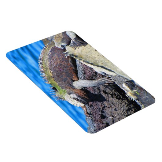 galapagos marine iguana magneet (Rechterzijde)