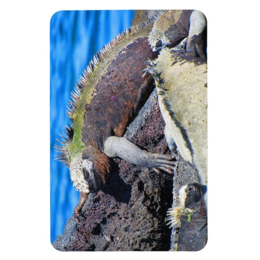 galapagos marine iguana magneet (Verticaal)