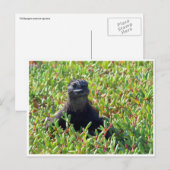 Galapagos-marine leguaan briefkaart (Voorkant / Achterkant)