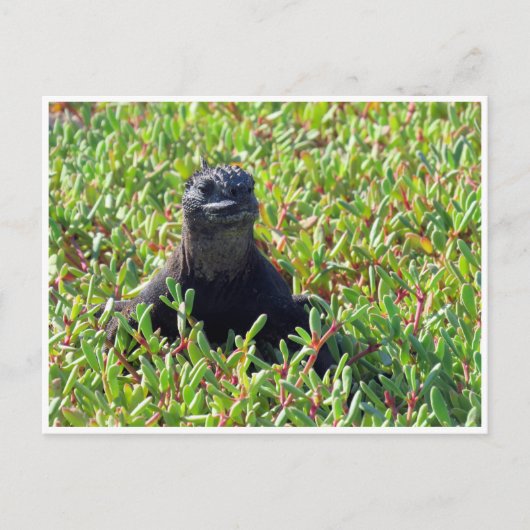Galapagos-marine leguaan briefkaart (Voorkant)