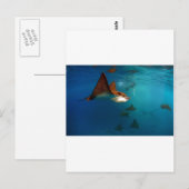 Galapagos onderwater Geppotte arroggen Briefkaart (Voorkant / Achterkant)