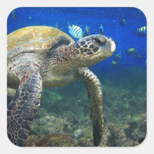 Galapagos paradijs, zee onderzeese schildpad vierkante sticker