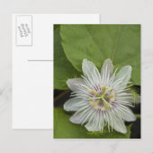 Galapagos Passiebloem Passiflora foetida Briefkaart (Voorkant / Achterkant)