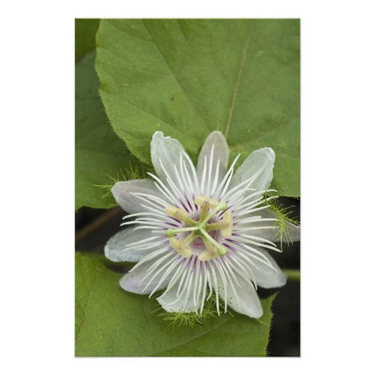 Galapagos Passiebloem Passiflora foetida Foto Afdruk (Voorkant)