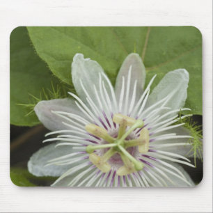 Galapagos Passiebloem Passiflora foetida Muismat
