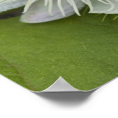Galapagos Passiebloem Passiflora foetida Poster (Hoek)