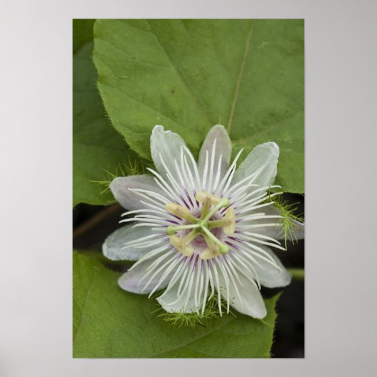 Galapagos Passiebloem Passiflora foetida Poster (Voorkant)