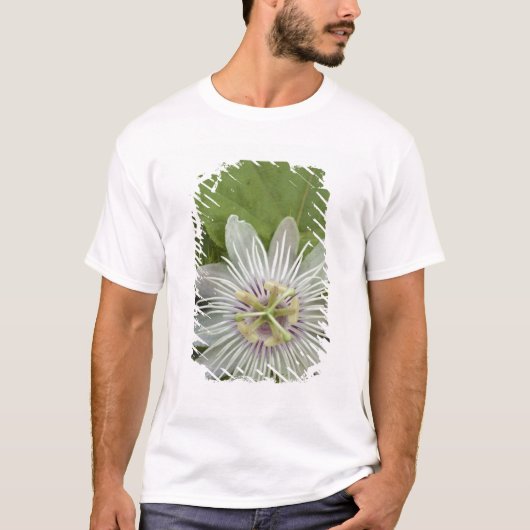 Galapagos Passiebloem Passiflora foetida T-shirt (Voorkant)