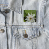 Galapagos Passiebloem Passiflora foetida Vierkante Button 5,1 Cm (In situ)