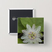 Galapagos Passiebloem Passiflora foetida Vierkante Button 5,1 Cm (Voorkant /achterkant)