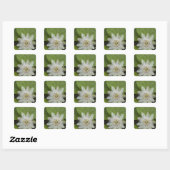 Galapagos Passiebloem Passiflora foetida Vierkante Sticker (Vel)
