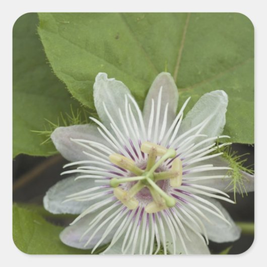 Galapagos Passiebloem Passiflora foetida Vierkante Sticker (Voorkant)