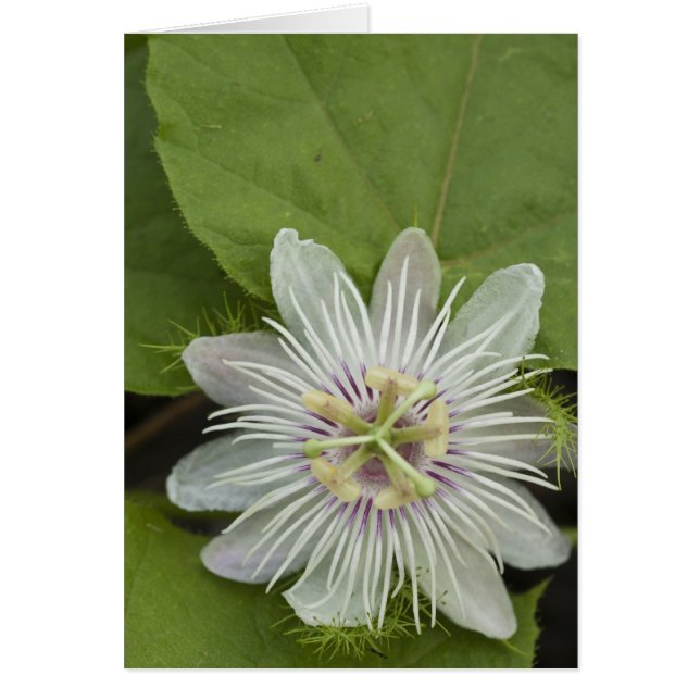Galapagos Passion Flower Passiflora foetida (Voorkant)