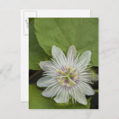 Galapagos Passion Flower Passiflora foetida Briefkaart (Voorkant / Achterkant)