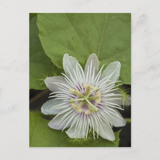 Galapagos Passion Flower Passiflora foetida Briefkaart (Voorkant)