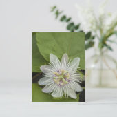 Galapagos Passion Flower Passiflora foetida Briefkaart (Staand voorkant)
