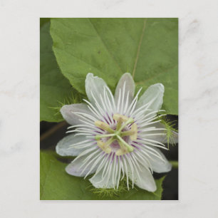 Galapagos Passion Flower Passiflora foetida Briefkaart