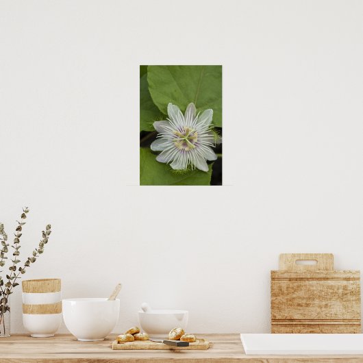 Galapagos Passion Flower Passiflora foetida Poster (Keuken)