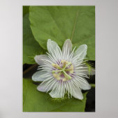 Galapagos Passion Flower Passiflora foetida Poster (Voorkant)
