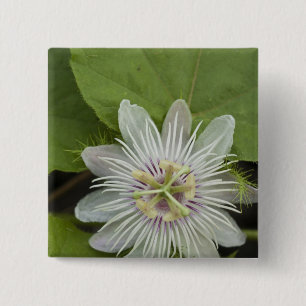 Galapagos Passion Flower Passiflora foetida Vierkante Button 5,1 Cm