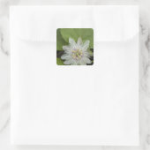 Galapagos Passion Flower Passiflora foetida Vierkante Sticker (Tas)