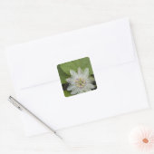Galapagos Passion Flower Passiflora foetida Vierkante Sticker (Envelop)