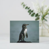 Galapagos Penguin on Lava Rock Briefkaart (Staand voorkant)