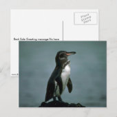 Galapagos Penguin on Lava Rock Briefkaart (Voorkant / Achterkant)