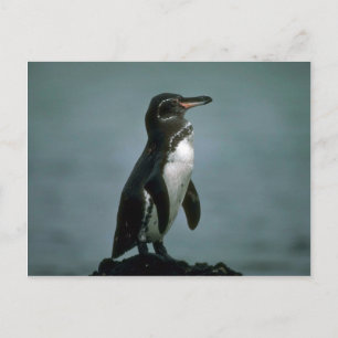 Galapagos Penguin on Lava Rock Briefkaart