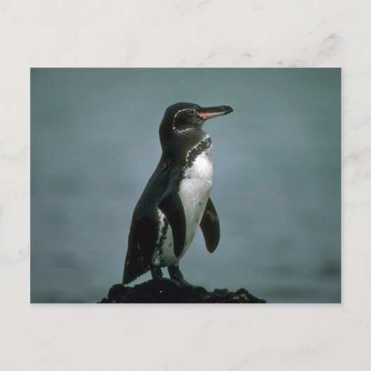Galapagos Penguin on Lava Rock Briefkaart (Voorkant)